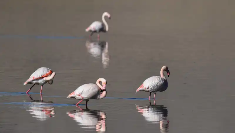 Kuş Cenneti Kuraklıkla Mücadele Ediyor: Flamingo Popülasyonu Düşüyor!