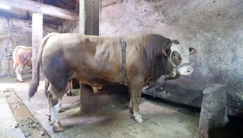 1 Ton 200 Kilo Değerli Hazine Alıcısını Buldu: Fiyatı Şaşırttı!