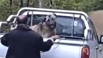 Trabzon'da Köpeğe Şok Eden Saldırı: Canilik Sınırlarını Aşıldı!