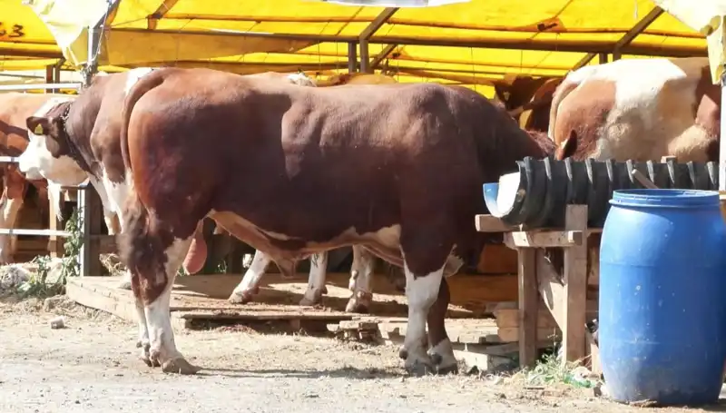 Kurban Pazarlarında Farklılıklar ve Hareketliliğin Arkasındaki Sebepler