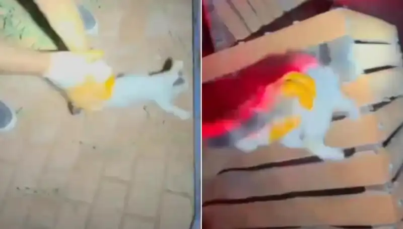 Gece Yarısı İtfaiye, Çatıdaki Kediyi Kurtarma Operasyonu Gerçekleştirdi!