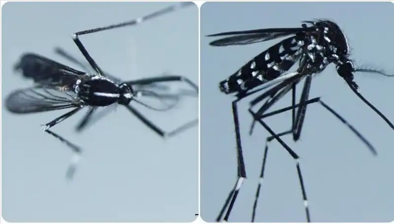 Chikungunya Virüsü: Tehlikeli Hastalık ve Görüldüğü Ülkeler