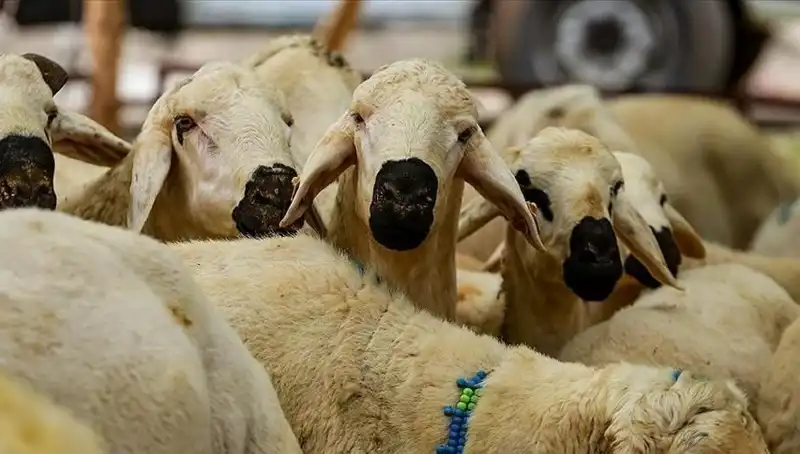 Kurban Bayramı Tatili Ne Zaman Duyurulacak? Merakla Bekleniyor!