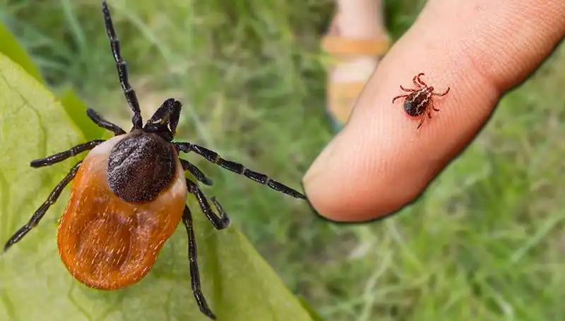 Kene Isırmalarına Dikkat! Önlem Almanın Yolları