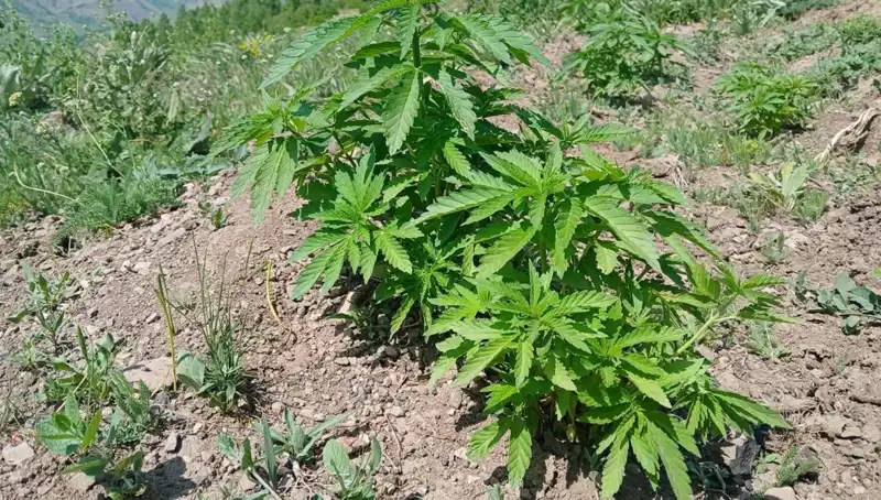 Bingöl’de Kaçak Tütün ve Kenevir Operasyonu: İki Şahıs Gözaltına Alındı