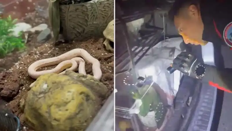 Devriye Ekipleri Şaşkın! Arka Koltuktan Zehirli Yılanlar Çıktı!