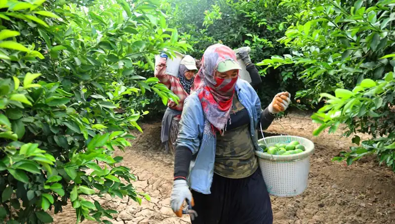 Marketlerdeki Patates Fiyatı 150 Lirayı Geçti: Hasat Dönemi Umut Veriyor