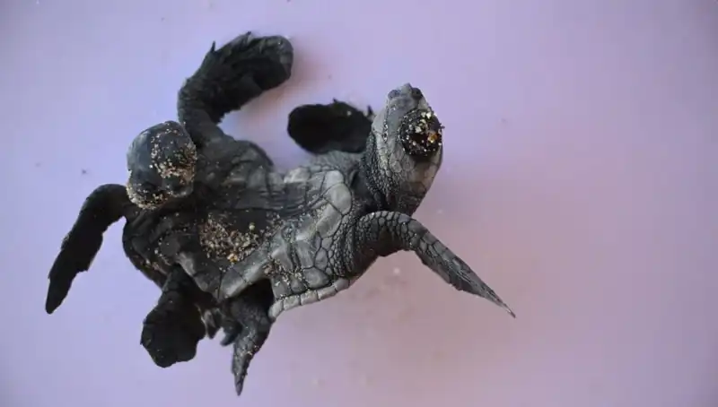 Siyam İkizi Caretta Carettalar: Doğanın Harekete Geçiren Gizemi