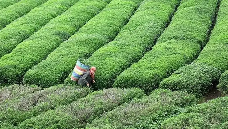 ÇAYKUR Bayramda Yaş Çay Alımına Devam Ediyor: Çiftçilere Destek