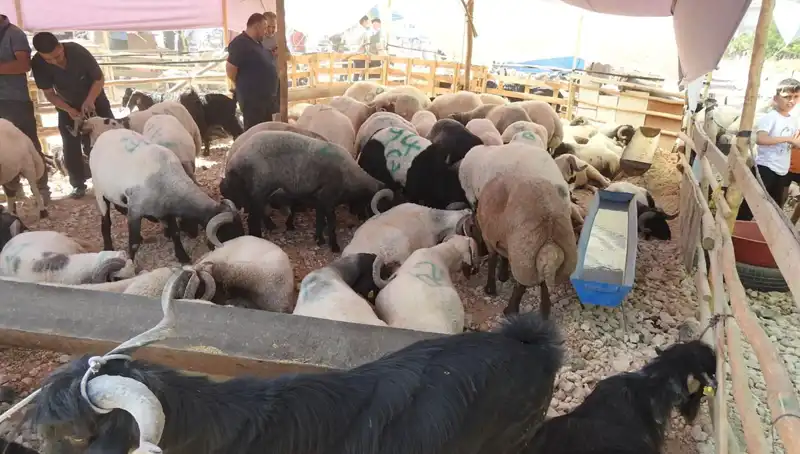 Kurban Bayramı’nda Hayvan Pazarlarında Yoğunluğu Artan Talep Neden?