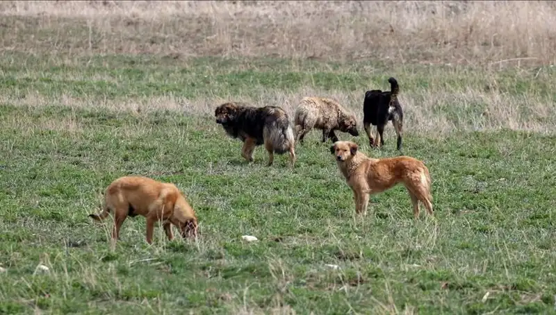 Ankara'da Sahipsiz Köpekler İçin Şok Edici Ceza Düzenlemesi