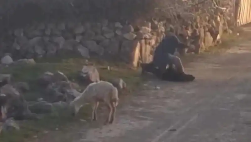 Koyuna Eziyet Eden Şahsın Gözaltına Alınması Söz Konusu Oldu