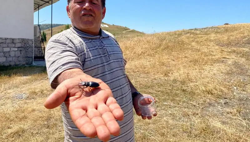 Sivas'ta Sıra Dışı Durum: Bu Böceği Öldürürseniz 557 Bin TL Ceza!