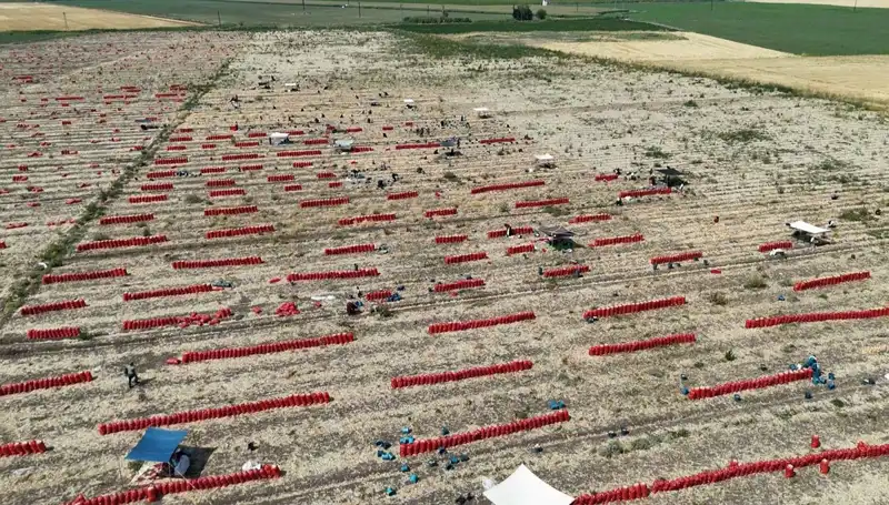 Tarlada Fiyatlar Dramatiik Biçimde Düştü: Sıcaklarda Zorlu Çalışma Koşulları