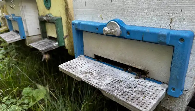 Dedesinin Bilgeliği ile Tarıma Adım Attı: 1 Ton Üretim Hedefli Genç Girişimci
