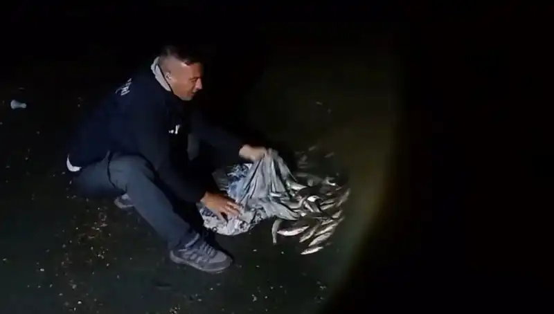 İnanılmaz Av: Bir Ton İnci Kefali Türleri Yakalandı!