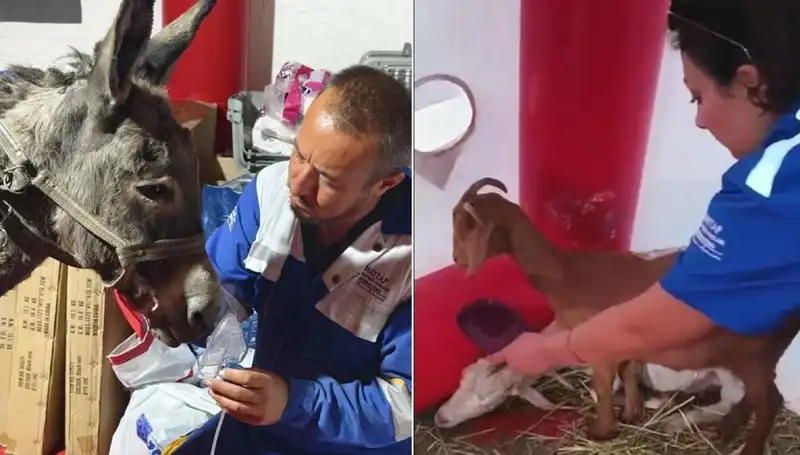 Yangından Etkilenen Eşeğe Oksijen Maskesiyle Destek Tedavi Uygulandı