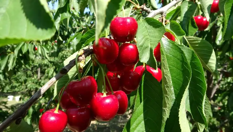 Çay Bardağına Sığmayan Hasat: Yeni Çay Sezonu Başladı