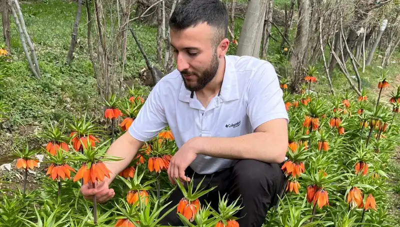 Ağlayan Gelin Çiçeği: 20 Günlük Ömrü ve Yüksek Ceza İle Korunan Güzellik