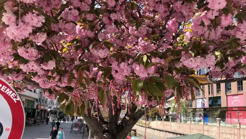Yüzlerce Yıldır Süren Geleneği Yaşatıyor: Süs Erik Ağaçlarına Martenitsa Bağlandı