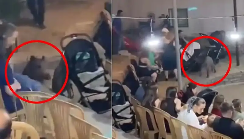 Düğün Davetinde Şaşkınlık Yaratan Yaban Domuzu Olayı