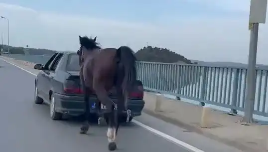 Adana'da Şok Olay: Atına Eziyet Eden Kişi Tutuklandı!