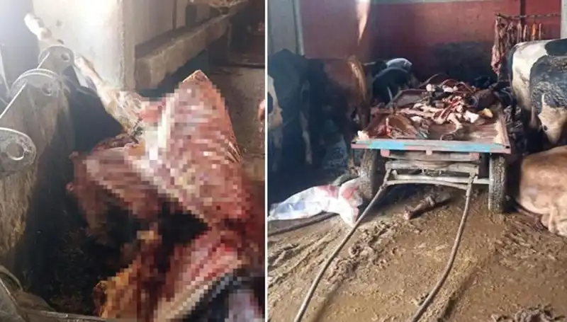 Adana’da Şok Olay: 2,5 Ton At Eti Ele Geçirildi, 4 At Kurtarıldı