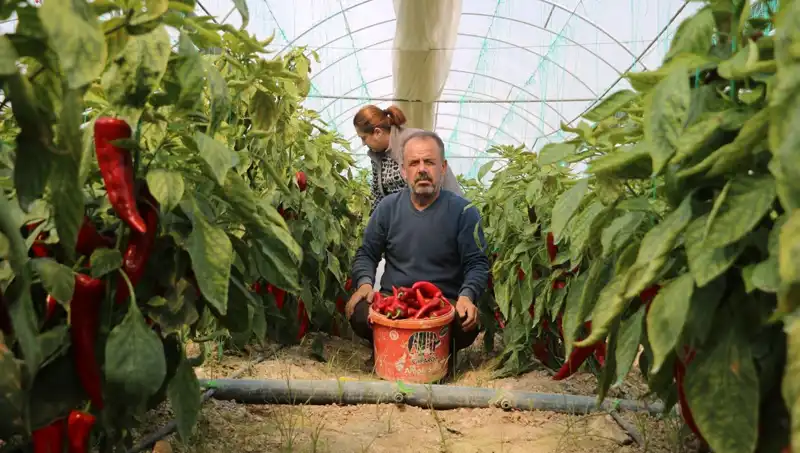 Yüzde 50 Artış: 50 Liralık Ürün Artık 80 Lira!