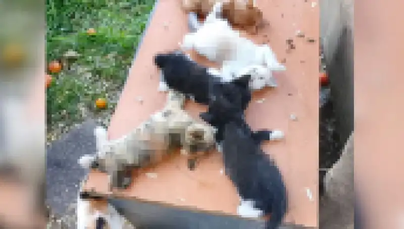 Bursa'da Şok Eden Yavru Kedi Katliamı: Sekiz Yavru Acımasızca Öldürüldü