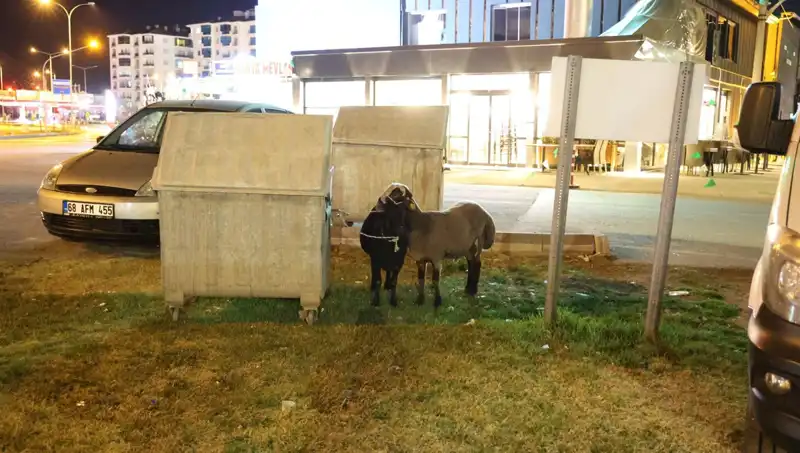 Yola Düşen Mor Karaman Koyunları: İhmal Edilen Bir Hayvan Hikayesi