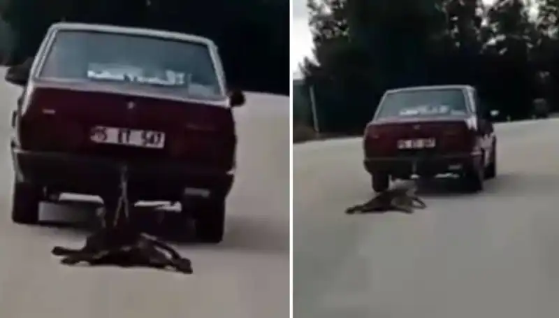 Otomobilin Arkasına Bağladığı Köpek Yürekleri Ağza Getirdi