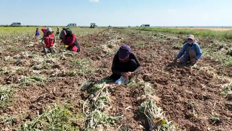 Rusya, Almanya ve İspanya'nın Yerli Antibiyotiği: Yeni Dönüm Noktası