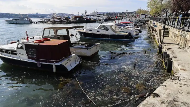 İstanbul'da Müsilaj Alarmı: Denizdeki Tehlike Yeniden Gündemde