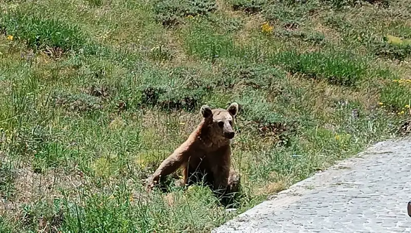 Nemrut Dağı'na Gidenler Dikkat! Boza Tehlikesi Kapıda!