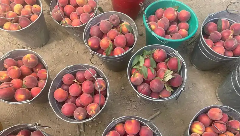 Hasat Sezonu Başladı: Çiftçiler Kilogramda 100 Lira Gelir Elde Ediyor