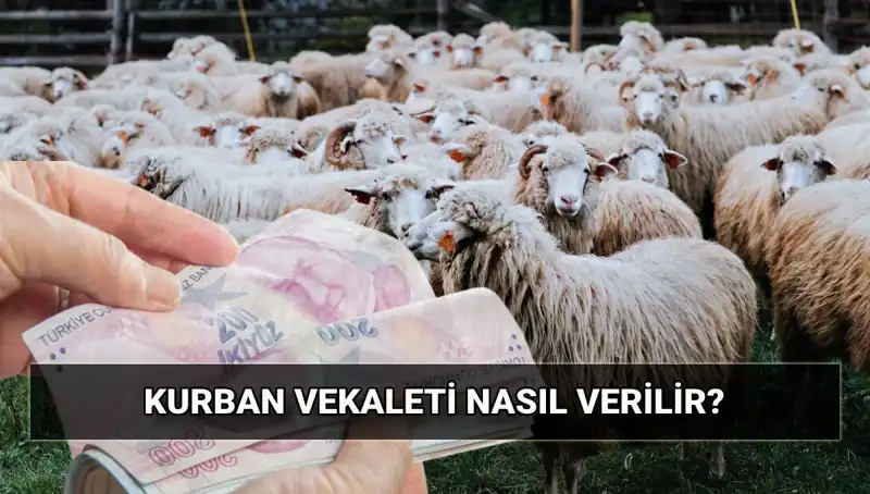 2025 Kurban Vekaletinde Merak Edilenler: Nasıl Verilir, Ücretler Neler?