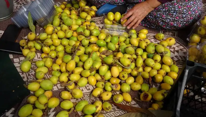 Muşmula Hasadı Başladı: Kilosu 150 TL ile Dikkat Çekiyor!