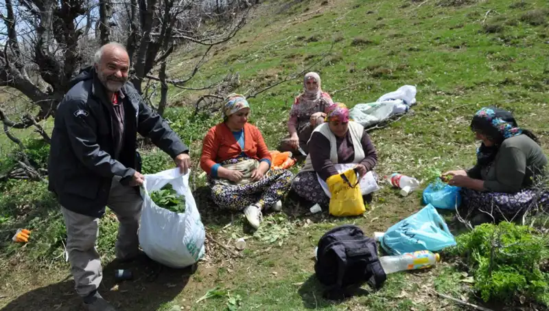 Yüzlerce Ailenin Geçim Kaynağı: Dağlarda Toplanan Yenilebilir Mantarların Hikayesi