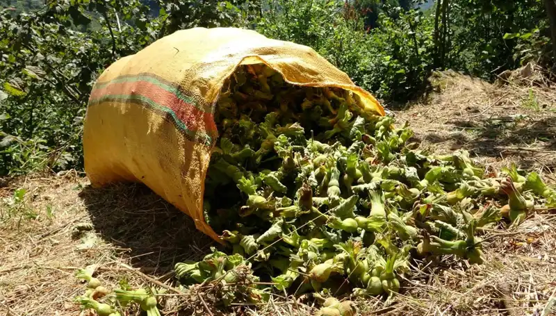 Giresun'da Fındık Hasadı Sezonu Başladı: Üreticiler Beklentilerini Yeniliyor