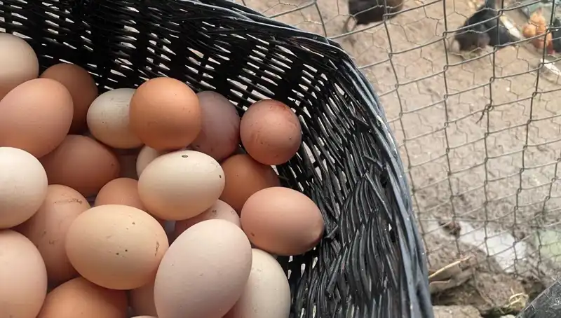 Dünyanın En Ucuz Proteini: Okullara Sağlık ve Ekonomik Destek