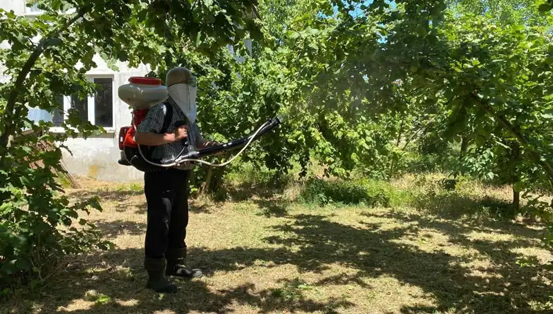Çiftçilerin Umudu: Kükürt ile Samuray Arısının Yenilikçi Mücadelesi