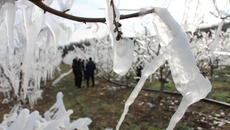 Soğuk Hava Uyarısı: Dondurulan Ağaçlar Baharda Çiçek Açtı!