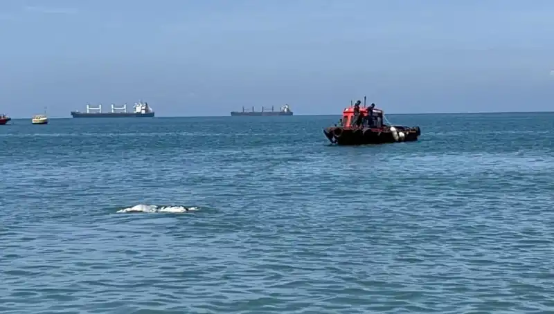 Denizin Ortasında Angus Şaşkınlığı: Nedenleri ve Etkileri